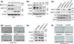 METTL14 Antibody in Western Blot (WB)