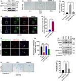 METTL14 Antibody in Western Blot, Immunocytochemistry (WB, ICC/IF)