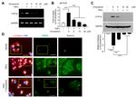 alpha/beta Tubulin Antibody in Immunocytochemistry (ICC/IF)