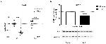 Lamin B1 Antibody in Western Blot (WB)