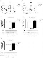 Lamin B1 Antibody in Western Blot (WB)