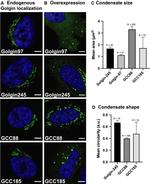 Golgin-97 Antibody in Immunocytochemistry (ICC/IF)