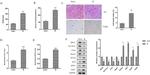 SLC7A11 Antibody in Western Blot (WB)