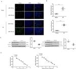 SLC7A11 Antibody in Western Blot (WB)