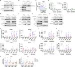 TDP-43 Antibody in Western Blot (WB)