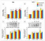 HES1 Antibody in Western Blot (WB)