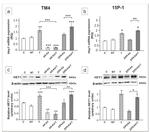 HEY1 Antibody in Western Blot (WB)