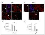 HES1 Antibody in Immunocytochemistry (ICC/IF)