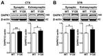 NMDAR2B Antibody in Western Blot (WB)