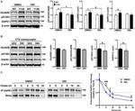 DAPK1 Antibody in Western Blot (WB)