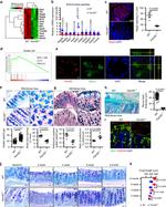 REG3G Antibody in Immunocytochemistry, Immunohistochemistry (ICC/IF, IHC)