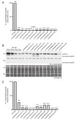 IDUA Antibody in Western Blot (WB)