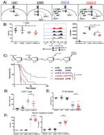 CD3e Antibody in Flow Cytometry (Flow)