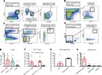 CD11c Antibody in Flow Cytometry (Flow)