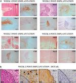 CD3e Antibody in Immunohistochemistry (IHC)