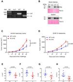 CD4 Antibody in Flow Cytometry (Flow)