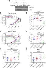 Estrogen Receptor Beta Antibody in Western Blot, Immunoprecipitation (WB, IP)