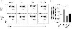 FOXP3 Antibody in Flow Cytometry (Flow)