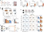 CD86 (B7-2) Antibody in Flow Cytometry (Flow)