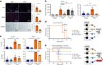 IL-17A Antibody in Flow Cytometry (Flow)