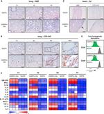 CD8a Antibody in Flow Cytometry (Flow)