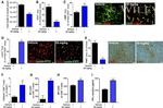 CD8a Antibody in Flow Cytometry (Flow)