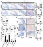 CD8a Antibody in Immunohistochemistry, Flow Cytometry (IHC, Flow)