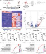 Ly-6C Antibody in Flow Cytometry (Flow)