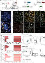 CD115 (c-fms) Antibody in Flow Cytometry (Flow)