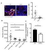 CD11b Antibody in Immunohistochemistry, Immunohistochemistry (PFA fixed) (IHC, IHC (PFA))