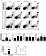 CD11b Antibody in Flow Cytometry (Flow)