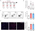 CD11b Antibody in Flow Cytometry (Flow)