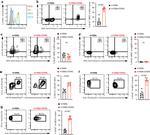 Ki-67 Antibody in Flow Cytometry (Flow)