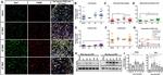 F4/80 Antibody in Immunohistochemistry (PFA fixed) (IHC (PFA))