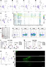 CD45 Antibody in Flow Cytometry (Flow)