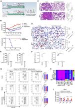 Ly-6G Antibody in Flow Cytometry (Flow)