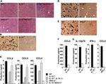 CD11c Antibody in Immunohistochemistry, Immunohistochemistry (Frozen) (IHC, IHC (F))