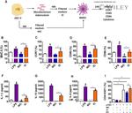 Ki-67 Antibody in Flow Cytometry (Flow)