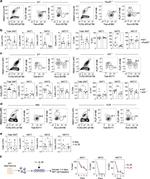 TCR beta Antibody in Flow Cytometry (Flow)