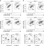 CD11c Antibody in Flow Cytometry (Flow)