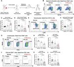 CD11c Antibody in Flow Cytometry (Flow)