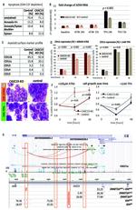 CD11b Antibody in Flow Cytometry (Flow)