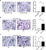 CD14 Antibody in Flow Cytometry (Flow)