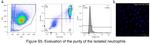 CD15 Antibody in Flow Cytometry (Flow)