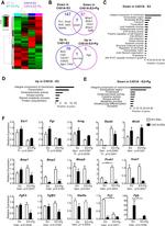 CD29 (Integrin beta 1) Antibody in Flow Cytometry (Flow)