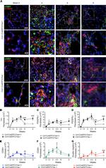 CD140a (PDGFRA) Antibody in Flow Cytometry (Flow)