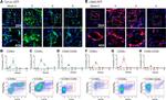 CD90.2 (Thy-1.2) Antibody in Flow Cytometry (Flow)