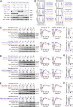 CD279 (PD-1) Antibody in Flow Cytometry (Flow)