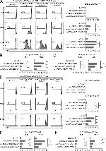 IFN gamma Antibody in Flow Cytometry (Flow)