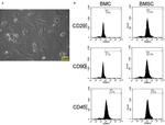 CD29 (Integrin beta 1) Antibody in Flow Cytometry (Flow)